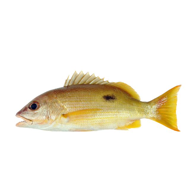Block spot snapper Fish