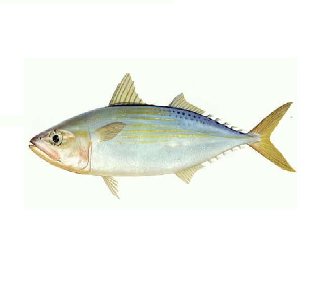 Indian Mackerel