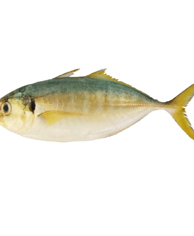 Selar Fish (Yellow scad fish)