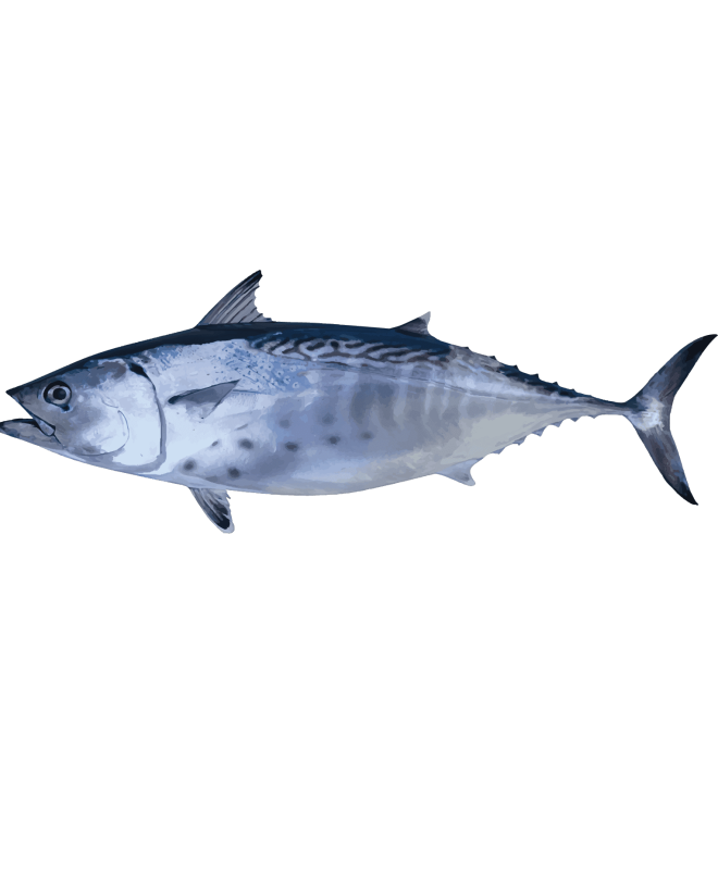 Small Tuna