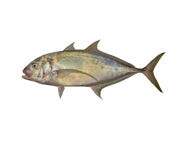 Yellow spotted Trevally