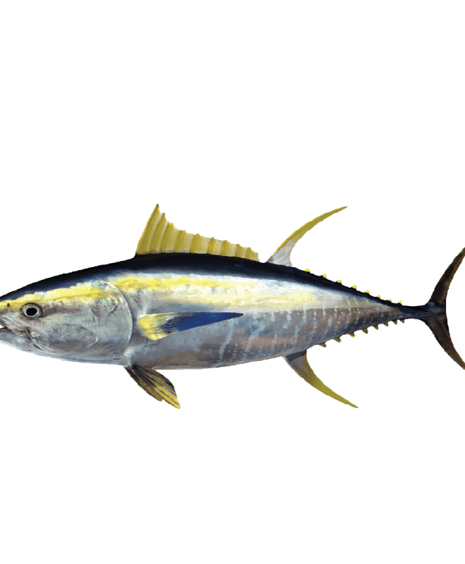 Yellowfin Tuna