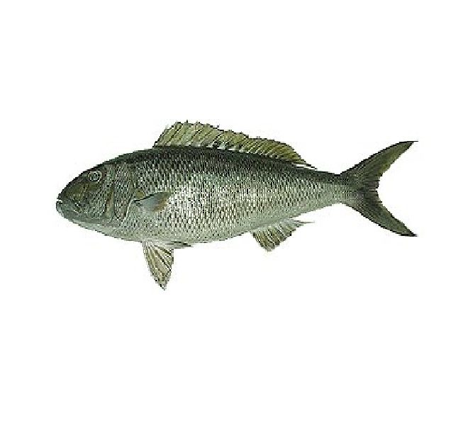 Green Job Fish