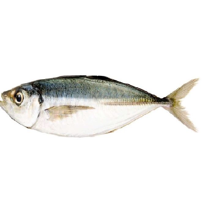 Horse Mackerel