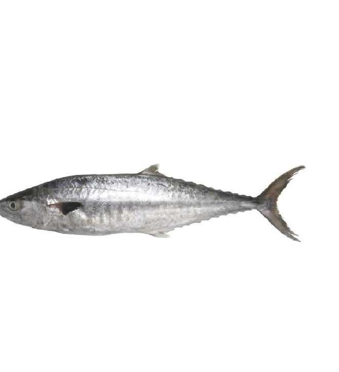 Kingfish