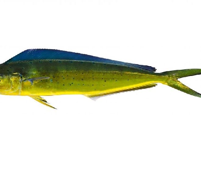 Common Dolphinfish