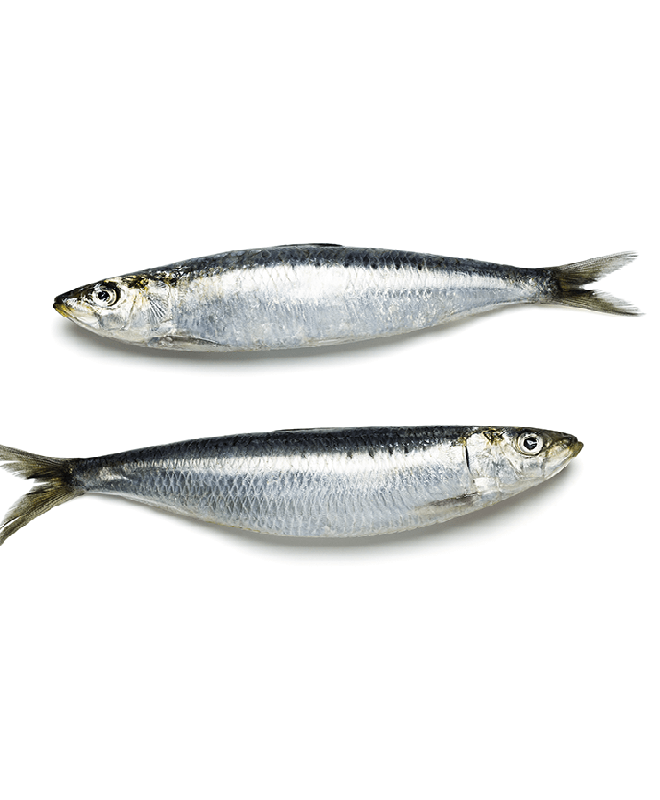 Sardines